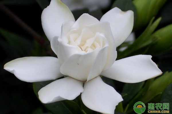 栀子花插水里也能成活？栀子花水培扦插养殖技术-图片版权归惠农网所有