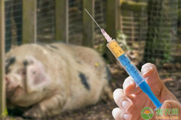 猪群接种疫苗为什么免疫失败？该如何解决？-图片版权归惠农网所有