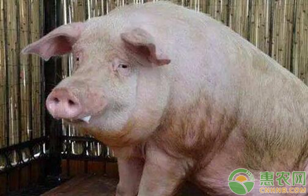 猪腹泻吃什么药好得快？-图片版权归惠农网所有