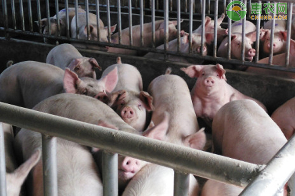 猪传染性胃肠炎的症状和治疗方法-图片版权归惠农网所有