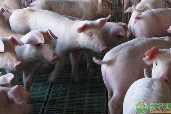 猪传染性胃肠炎的症状和治疗方法-图片版权归惠农网所有