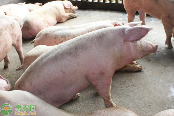 猪传染性胃肠炎的症状和治疗方法-图片版权归惠农网所有