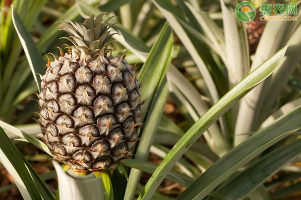 凤梨种植方法和技术-图片版权归惠农网所有