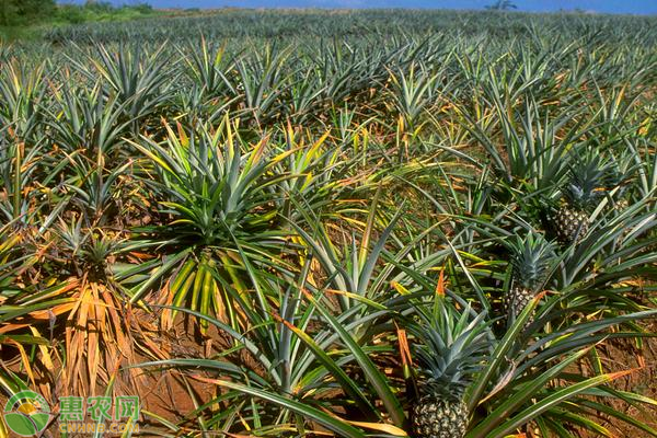 凤梨种植方法和技术-图片版权归惠农网所有
