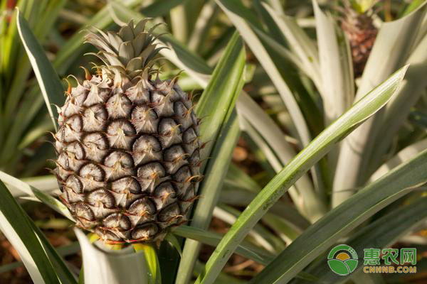 凤梨的高产种植技术-图片版权归惠农网所有