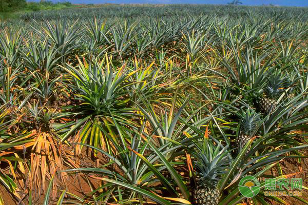凤梨的高产种植技术-图片版权归惠农网所有
