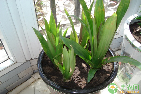 凤梨养殖技巧：移植凤梨幼苗的几个管理要点-图片版权归惠农网所有