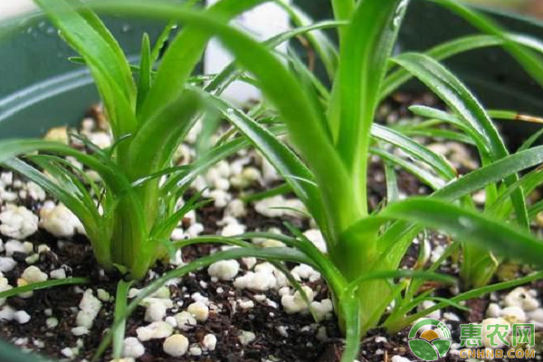 凤梨养殖技巧：移植凤梨幼苗的几个管理要点-图片版权归惠农网所有