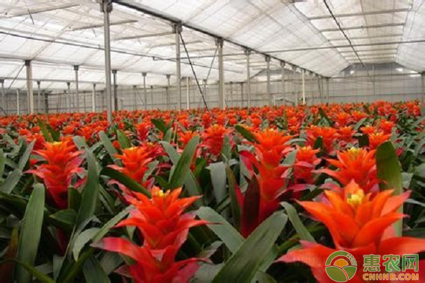 凤梨养殖技巧：移植凤梨幼苗的几个管理要点-图片版权归惠农网所有