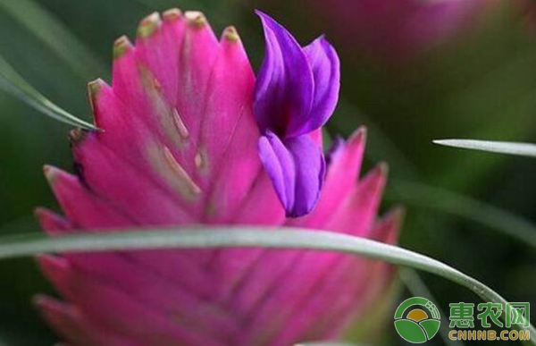 紫花凤梨花语是什么？紫花凤梨怎么养？-图片版权归惠农网所有