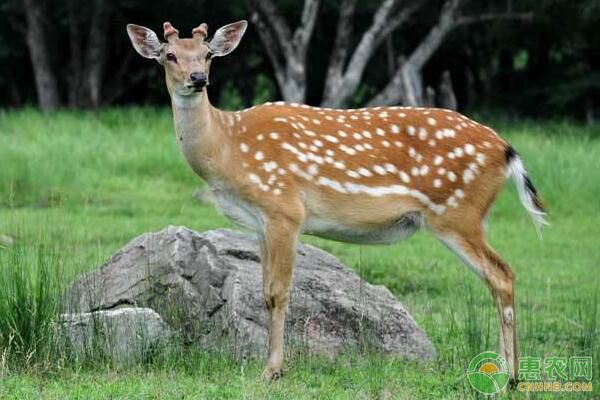 梅花鹿仔鹿下痢临床症状及综合治疗措施-图片版权归惠农网所有