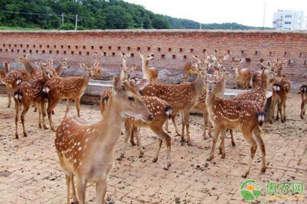 梅花鹿仔鹿下痢临床症状及综合治疗措施-图片版权归惠农网所有