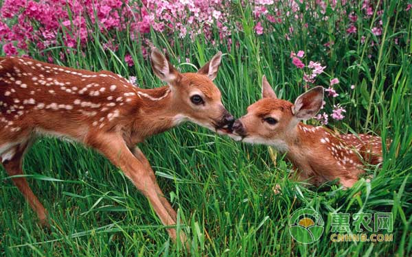 梅花鹿养殖中如何纠正母鹿舔舐仔鹿肛门的恶癖-图片版权归惠农网所有