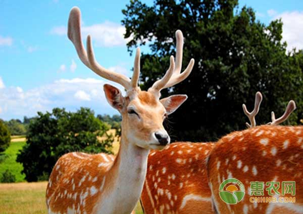 梅花鹿养殖中如何纠正母鹿舔舐仔鹿肛门的恶癖-图片版权归惠农网所有