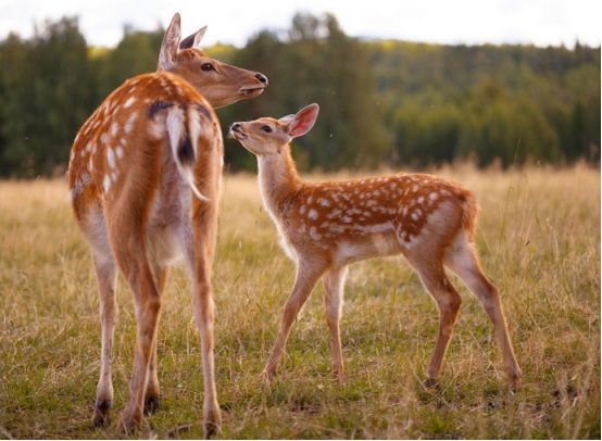 鹿常见传染病的防治措施-图片版权归惠农网所有