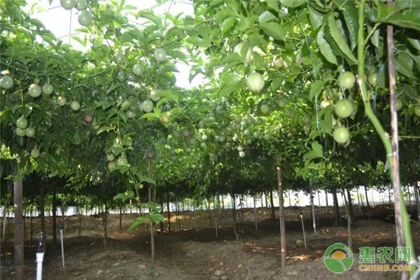 4月百香果的种植管理要点-图片版权归惠农网所有