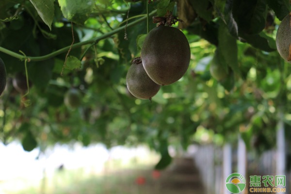 4月百香果的种植管理要点-图片版权归惠农网所有