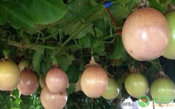 百香果北方温室栽培管理技术手册（建议收藏！）-图片版权归惠农网所有