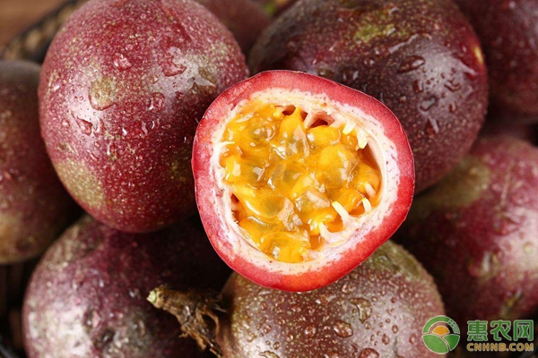 百香果北方温室栽培管理技术手册（建议收藏！）-图片版权归惠农网所有