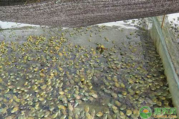 牛蛙大棚育苗养殖技术-图片版权归惠农网所有