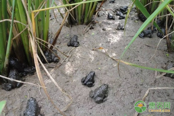 牛蛙大棚育苗养殖技术-图片版权归惠农网所有