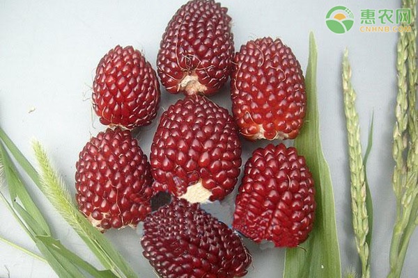 草莓玉米的种植方法-图片版权归惠农网所有