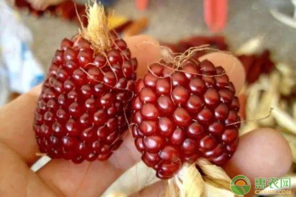 草莓玉米的种植方法-图片版权归惠农网所有