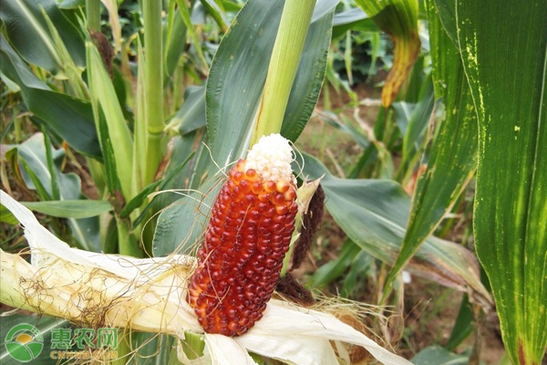 草莓玉米的种植方法-图片版权归惠农网所有