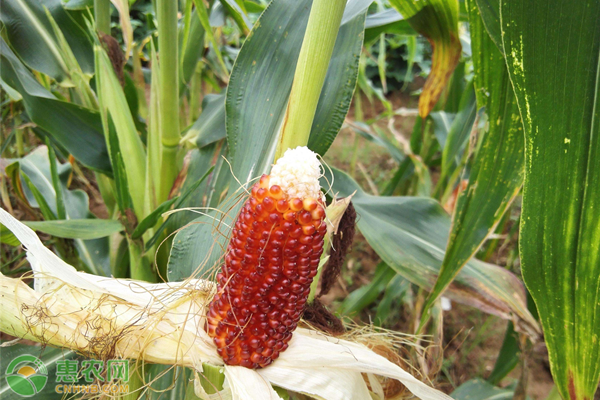 草莓玉米什么时候种植最好？一株最多结几个？-图片版权归惠农网所有