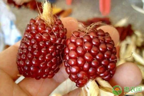 草莓玉米什么时候种植最好？一株最多结几个？-图片版权归惠农网所有