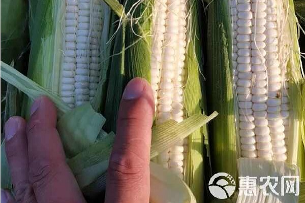 种白玉米怎么种才能高产？-图片版权归惠农网所有