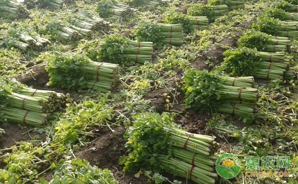 露地秋芹菜栽种时间及方法-图片版权归惠农网所有