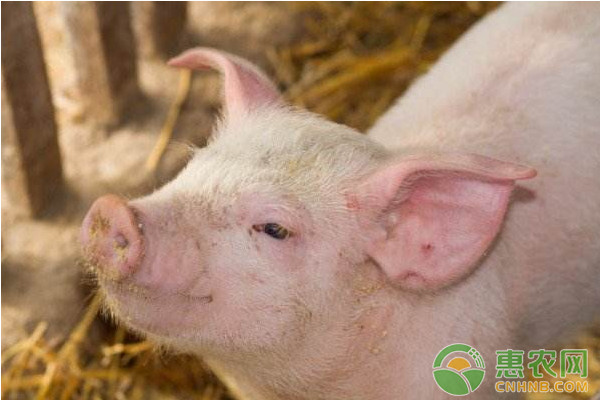 浅谈规模化猪场的疫病防控技术-图片版权归惠农网所有