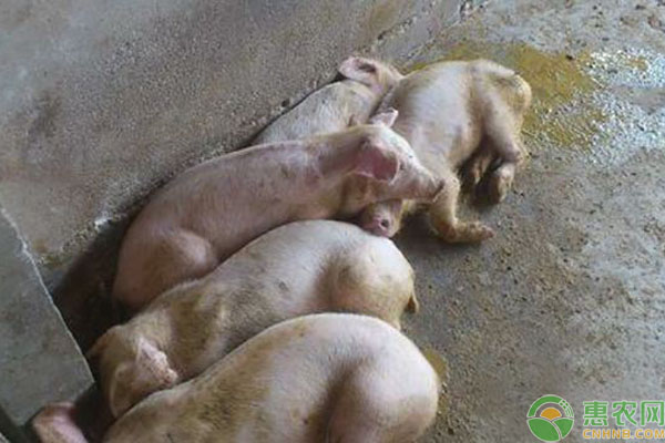 猪腹泻是有哪些病引起的？怎么治疗？-图片版权归惠农网所有
