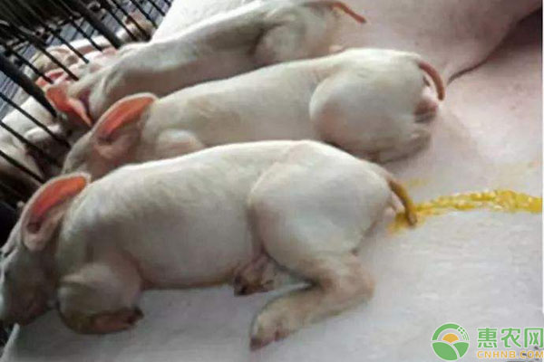 猪腹泻是有哪些病引起的？怎么治疗？-图片版权归惠农网所有