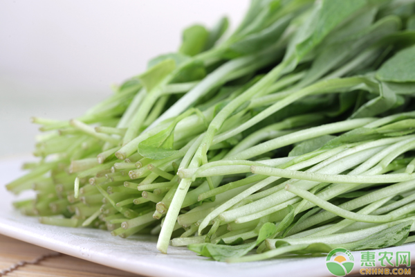 春季小白菜种植技术要点-图片版权归惠农网所有