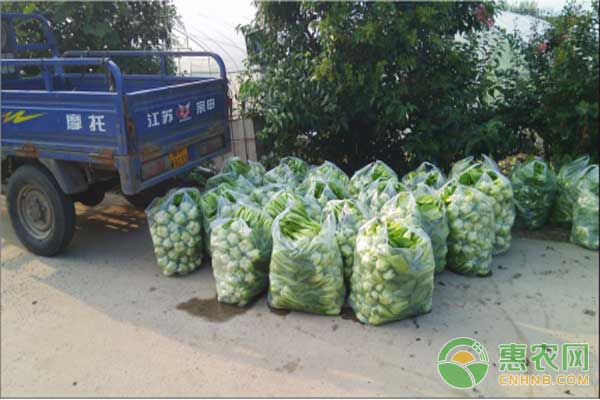 东方系列小白菜良种及稀播免移栽技术-图片版权归惠农网所有