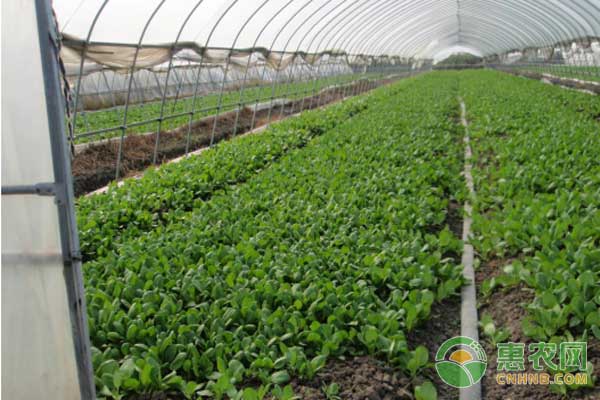 东方系列小白菜良种及稀播免移栽技术-图片版权归惠农网所有