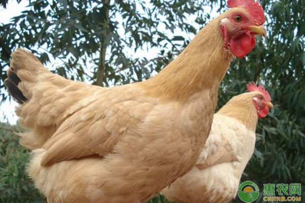 肉鸡养殖技术:肉鸡养殖日常管理要点 肉鸡养殖技术:肉鸡养殖日常管理要点-图片版权归惠农网所有