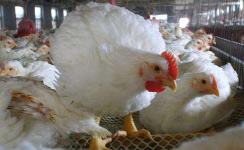 这是一张肉鸡催肥诀窍的配图 肉鸡催肥诀窍-图片版权归惠农网所有