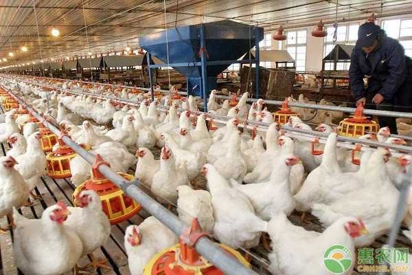 肉鸡高效饲养管理方法-图片版权归惠农网所有