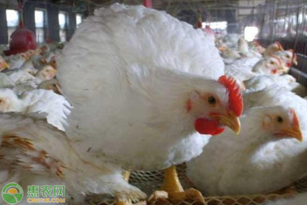 肉鸡饲养的几大技巧，掌握了快速育肥肉鸡！-图片版权归惠农网所有