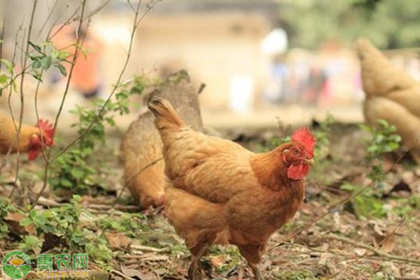 肉鸡饲养的几大技巧，掌握了快速育肥肉鸡！-图片版权归惠农网所有