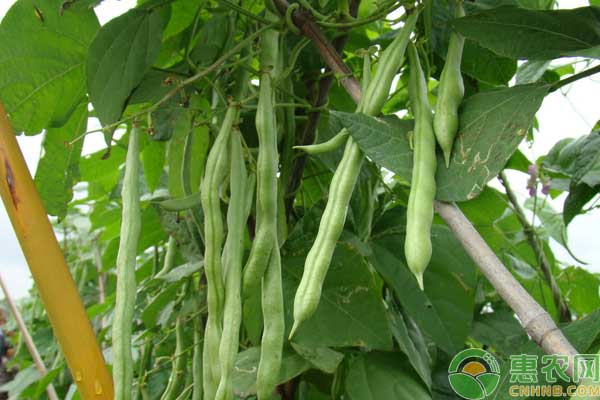 菜豆细菌性疫病的危害症状和防治技术-图片版权归惠农网所有