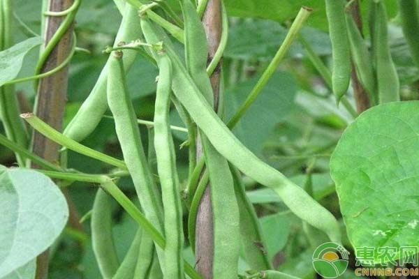 菜豆细菌性疫病的危害症状和防治技术-图片版权归惠农网所有