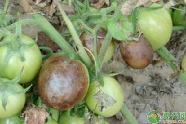 番茄疫病打什么药有效果？早疫病和晚疫病用药指南-图片版权归惠农网所有