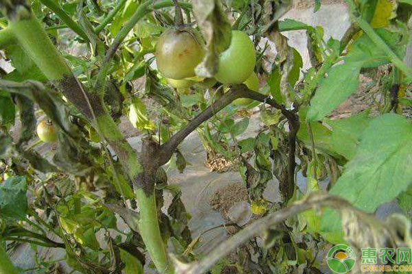 番茄疫病打什么药有效果？早疫病和晚疫病用药指南-图片版权归惠农网所有