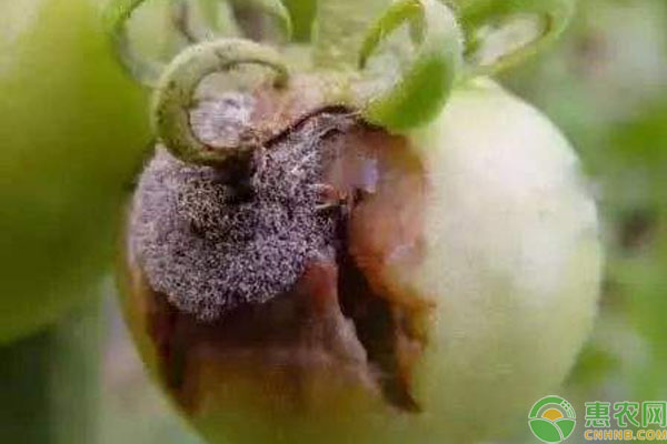 番茄疫病打什么药有效果？早疫病和晚疫病用药指南-图片版权归惠农网所有