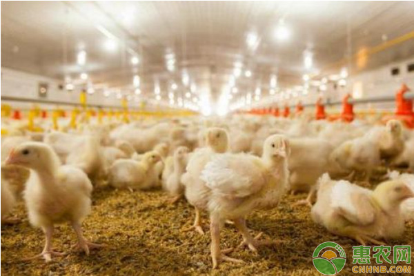 养殖课堂：肉鸡消化不良的原因-图片版权归惠农网所有