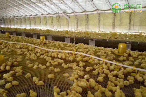 冬季肉鸡养殖怎么才能少生病？-图片版权归惠农网所有